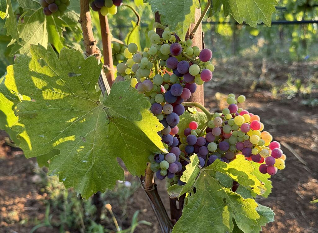 Vigneto Colabucci vini Piglio (Fr)