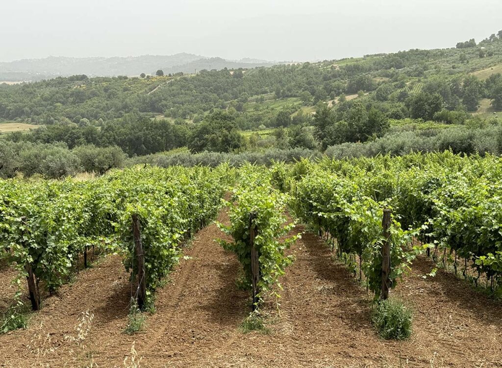 Vigneto Colabucci vini Piglio (Fr)