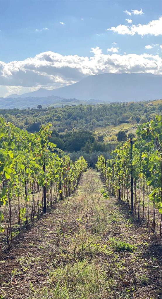 Vigneto Colabucci vini Piglio (Fr)